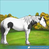 Horse Color:Black Splash Tobiano 