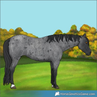 Horse Color:Blue Roan