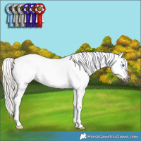 Horse Color:Gray Silver Smoky Black Splash Tobiano Appaloosa 