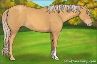 Horse Color:Gold Cream Champagne