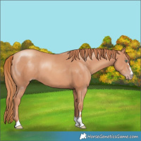 Horse Color:Gold Champagne