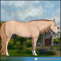 Horse Color:Gold Champagne 