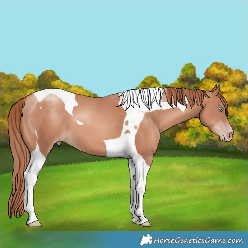 Horse Color:Gold Champagne Tobiano 