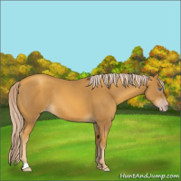Horse Color:Gray Gold Cream Champagne