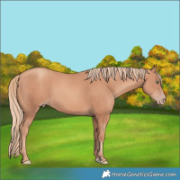 Horse Color:Gold Champagne