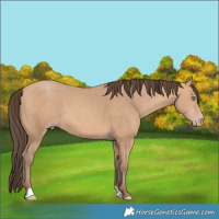Horse Color:Amber Champagne