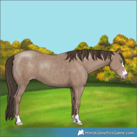 Horse Color:Classic Champagne 