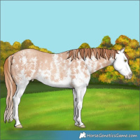 Horse Color:Gold Champagne Sabino Splash Rabicano