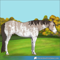 Horse Color:Classic Champagne Sabino Rabicano
