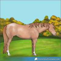 Horse Color:Gold Champagne