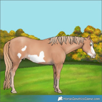 Horse Color:Gold Champagne Frame 