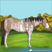 Horse Color:Amber Champagne Sabino Rabicano 