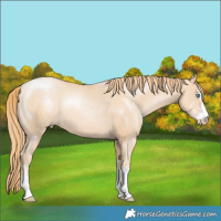 Horse Color:Gold Champagne Pearl