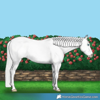 Horse Color:White Spotted Cremello Roan Rabicano 