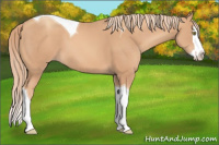Horse Color:Gold Champagne Splash Tobiano 