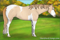 Horse Color:Gold Champagne Roan Splash Tobiano