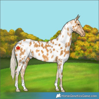 Horse Color:White Spotted Palomino Appaloosa 