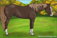 Horse Color:Liver Chestnut  and Liver Chestnut Splash 