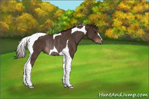 Horse Color:Liver Chestnut Tobiano Rabicano 