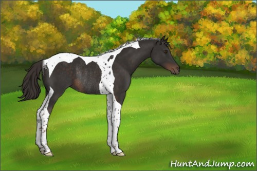 Horse Color:Liver Chestnut Tobiano Rabicano 