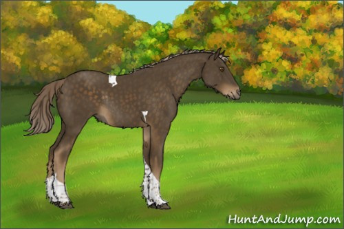 Horse Color:Chocolate Palomino Tobiano Rabicano 