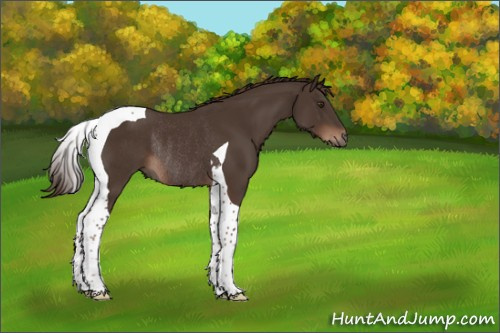 Horse Color:Liver Chestnut Tobiano Rabicano 