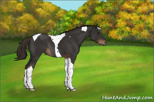 Horse Color:Liver Chestnut Tobiano Rabicano 