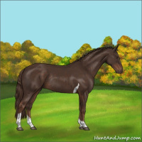 Horse Color:Liver Chestnut Tobiano Rabicano 