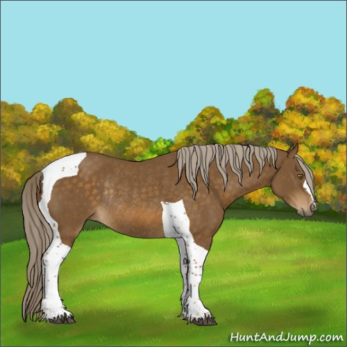 Horse Color:Chocolate Palomino Tobiano Rabicano 