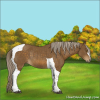 Horse Color:Chocolate Palomino Tobiano Rabicano 