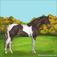 Horse Color:Liver Chestnut Tobiano Rabicano 