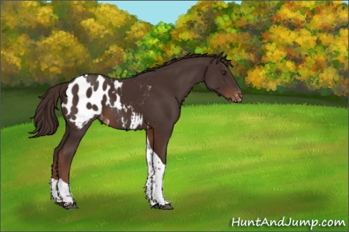 Horse Color:Liver Chestnut Tobiano Appaloosa Rabicano 