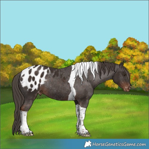 Horse Color:Liver Chestnut Tobiano Appaloosa Rabicano 