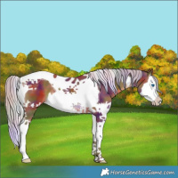 Horse Color:Nacre Chocolate Silver Brown Splash Tobiano 