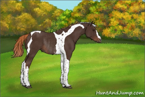Horse Color:Liver Chestnut Tobiano Rabicano 