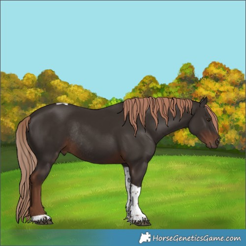 Horse Color:Liver Chestnut Tobiano Rabicano 