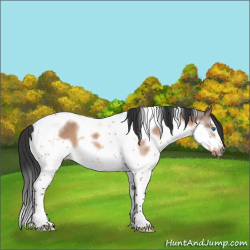 Horse Color:Brown Dun Splash Tobiano Frame Rabicano 