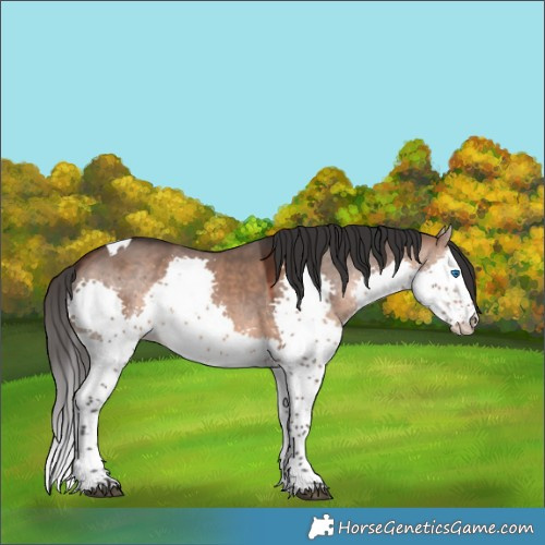 Horse Color:Brown Dun Splash Tobiano 