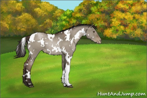 Horse Color:Gray White Spotted Grullo Pearl Rabicano 