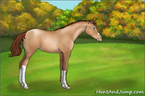 Horse Color:Gray Sable Champagne Pearl 