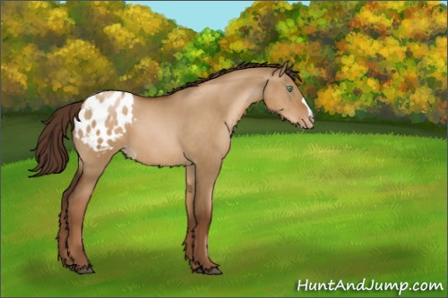 Horse Color:Gray Liver Red Dun Pearl Appaloosa 