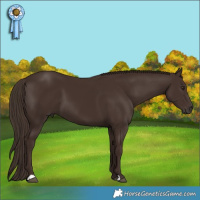 Horse Color:Liver Chestnut 