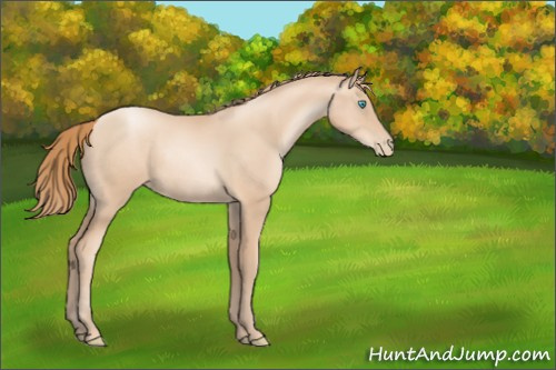 Horse Color:Gold Champagne Pearl Rabicano 
