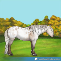 Horse Color:Gray Silver Brown Pearl Dun Appaloosa Rabicano 