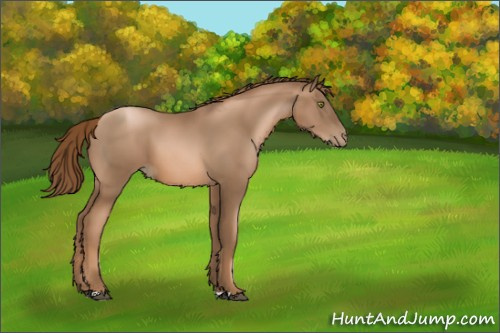 Horse Color:Liver Chestnut Pearl 