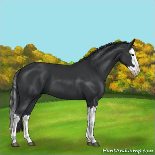 Horse Color:Black Splash 