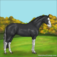 Horse Color:Black Splash 