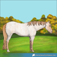 Horse Color:Gold Champagne Roan 