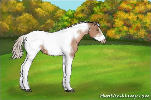 Horse Color:Silver Black Pearl Tobiano Frame Appaloosa 