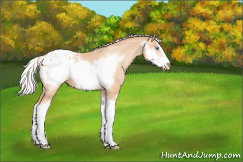 Horse Color:Silver Buckskin Pearl Splash Frame Appaloosa 